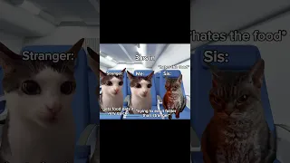 Another plane video since previous one was loved! #cat #viral #meme #relatable #catmemes #fyp #viral