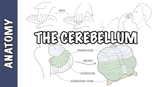 Cerebellum Clinical Anatomy - cerebellar syndrome