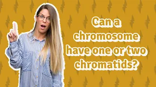 Can a chromosome have one or two chromatids?