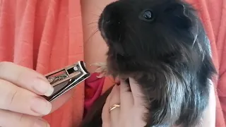 Как подстричь когти морской свинке/  How to cut Guinea's pig nails