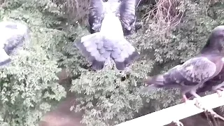 Полет голубей в замедленной съемке (Flying doves in slow motion)