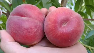 Персик Карла. Peach Carla. Новый, ранний сорт. Качественный и вкусный! Отзыв и видео от Макси Сад