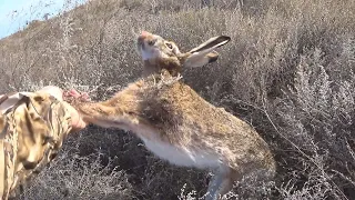 Охота на зайца от первого лица. Бах, бах и есть! Сезон 2021 - 2022. Hare hunting in the first person