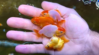 How I maintain a goldfish farm in my basement (my basement flooded)