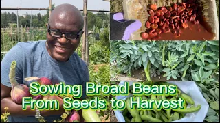 Fava/Broad Beans - The Complete Growing Guide for Maximum Production