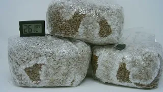 Rye Spawn Bags colonizing Time Lapse