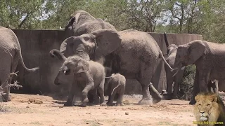 Elephant Mother Discipline Baby Elephant.