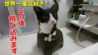 【風呂に飛び込む】世界一お風呂が好きになった捨て猫がこちらです　The cat that loves baths the most in the world