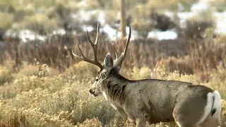 Wyoming Winter Range Mule Deer 2022-2023