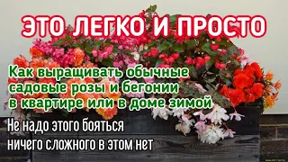 ЭТО ПРОСТО - выращивать бегонии и садовые розы в квартире. ПОЛУЧИЛОСЬ У МЕНЯ ПОЛУЧИТСЯ И У ВАС