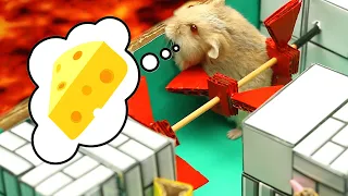 Hamster in maze ⚡️⚡️Hamzi stories⚡️⚡️The life of Hamster#shorts