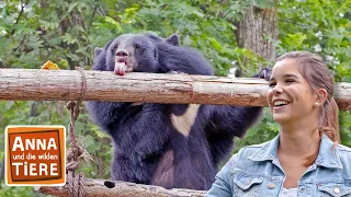 Honig für den Kragenbären  | Reportage für Kinder | Anna und die wilden Tiere