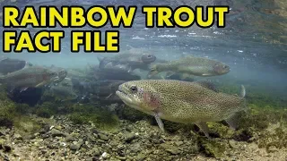 Rainbow Trout: Fact File (British Wildlife Facts)