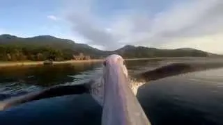 "Epic GoPro" Pelican Learns To Fly (Полёт пеликана)