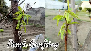 Grafting Peach Tree| Peach Tree Easy Grafting Technique