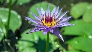 Egyption Blue Water Lily (Nymphaea caerulea) - Blue Lotus