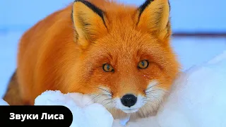 Звук лисы или как говорит лиса  Какие звуки издают лисы/Какие звуки издает лиса
