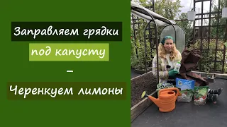 Заправляем грядки под капусту. Черенкуем лимон