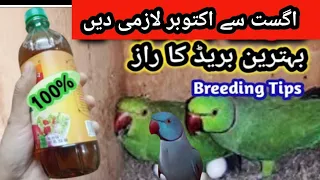 Breeding season preparation|What are the benefits of giving apple cider vinegar to birds