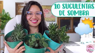 10 SUCULENTAS DE SOMBRA│Candy Bu