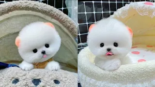 Cute and funny 🥰 pomeranian dog video #shorts video 3