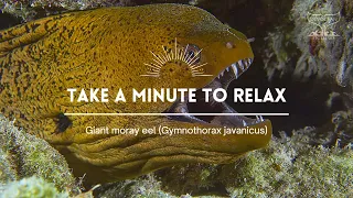 Take a minute XLV: Giant moray eel (Gymnothorax javanicus)