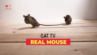 Mouse for Cats to Watch Real 🐁 REAL MICE FOR CATS TO BINGE WATCH (10 HOURS)