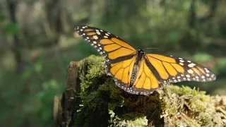 Mesmerizing Footage of Monarch Butterflies Mating