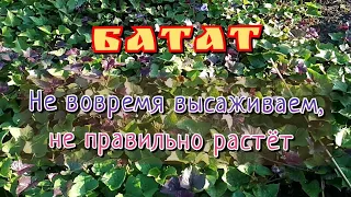 Батат. Как мы неправильно выращиваем.