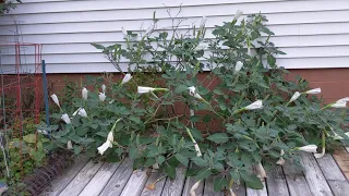 Blooming Moonflower Timelapse