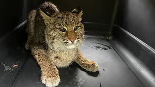 Rescuing Winter The Bobcat Kitten