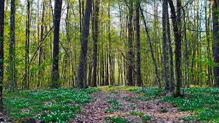 GENTLE Sounds of the spring forest and birdsong for relaxation and sleep.