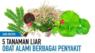 5 Tanaman Liar Untuk Daya Tahan Tubuh Hingga Asam Urat | Kata Dokter