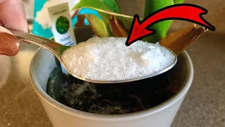 See What Happens When You Add Epsom Salt to Your Plants! 😳🪴🧂