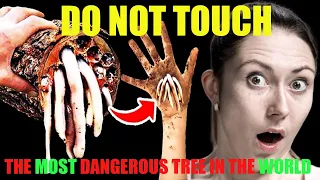 Top 10 Most Dangerous Trees in the World | Do Not Touch