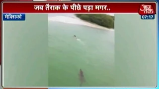 Watch: Huge crocodile chasing swimmer in Mexico