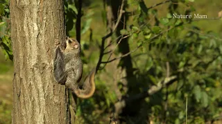 a flying squirrel  in the sky