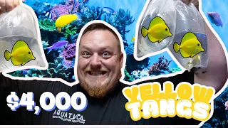 UNBOXING RARE SALTWATER FISH!! (Yellow Tangs) **INSANE