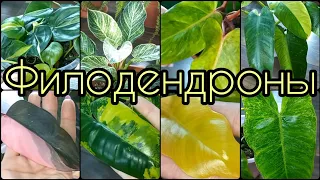 Большой обзор🌱Два новых сорта ФИЛОДЕНДРОНОВ🌸Про адаптацию АЗИАТСКИХ🌱Сорта🌸Виды🌱Названия🌸Содержание🌱