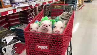 Adorable Pigs and Pug Enjoy Trolly Ride While Shopping