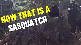HUGE NEWS: Now That's a Big Foot Change My Mind #bigfoot #paranormal #scary