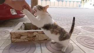 A very fun and playful stray cat.