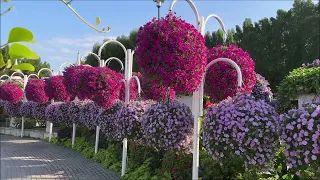 Dubai Miracle Garden  01-2024