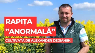 Rapița ”anormală” cultivată de Alexander Degianski