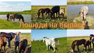 Лошади/ мерин Барон/кони в Беларуси