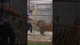 Big Lion Attack on Bengal Tiger | Nouman Hassan |