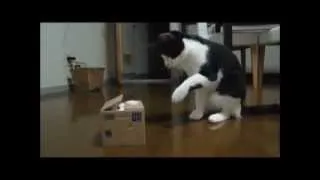 Funny pranks cats - Забавные проделки кошек