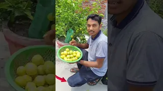 गमले में हजारों नींबू पाने का सबसे सरल तरीका / nimbu ka podha kaise lagaye / lemon plant care