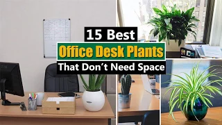 15 Best Office Desk Plants That Don’t Need Space
