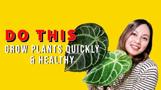 DO THIS to grow your anthuriums QUICKLY and HEALTHY